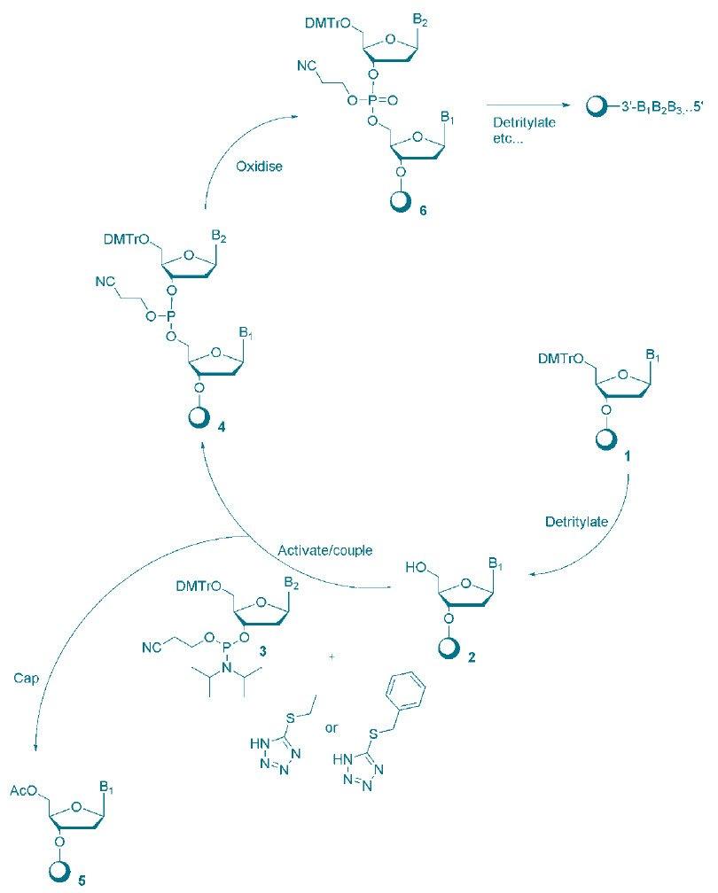 diagram of oligonucleotide-synthesis-cycle-using-phosphoramidite-chemistry