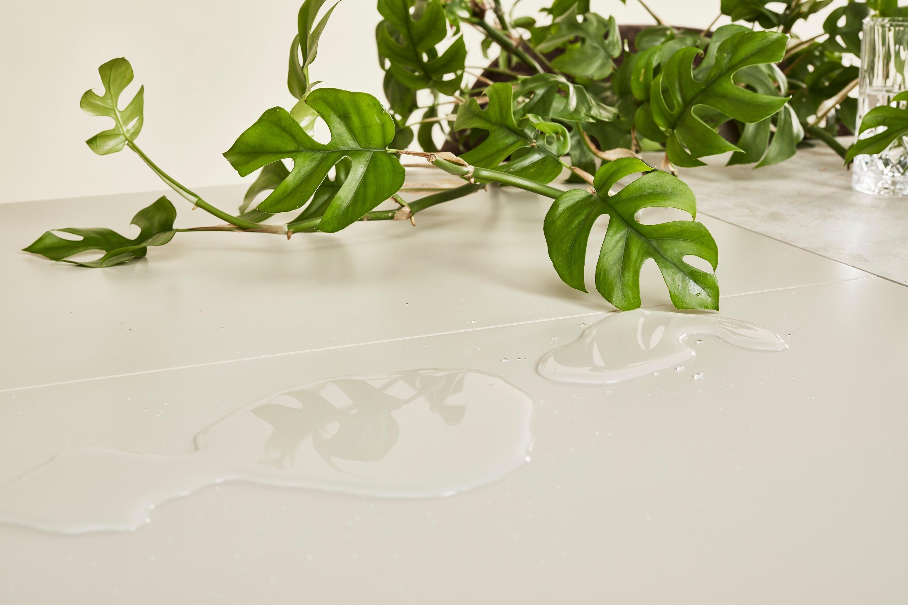 Green Monstera on lacquered surfaced table, with clear water spill reflecting leaves.