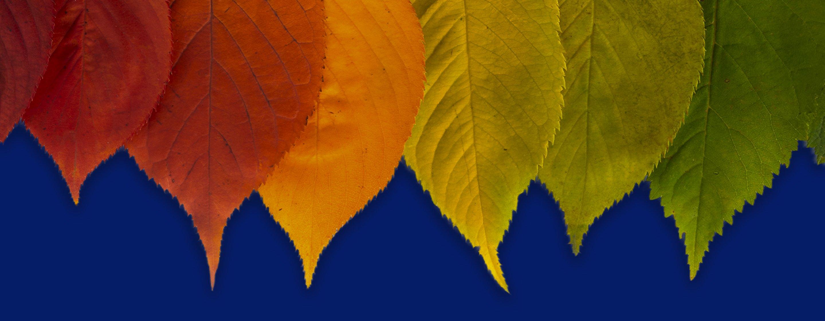 Row of red, orange, yellow, and green autumn leaves against a dark blue background.