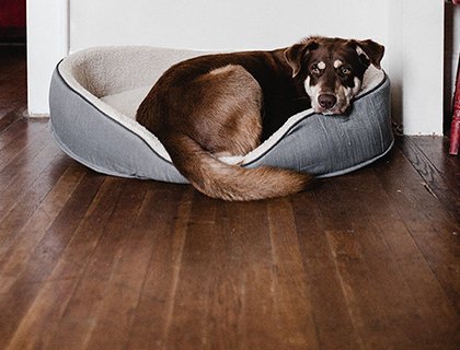 Hund ligger i sin säng på ett golv