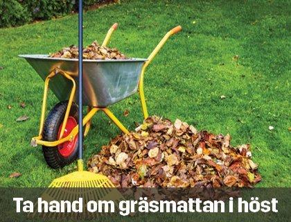 Ta hand om gräsmattan i höst | Byggmax