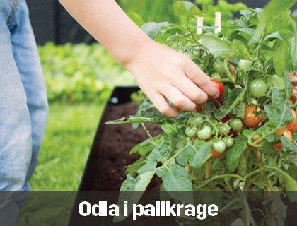 Odla i pallkrage | Byggmax