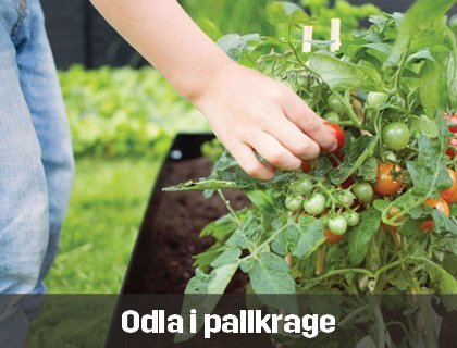 Odla i pallkrage | Byggmax