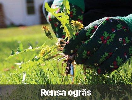 Rensa ogräs | Byggmax