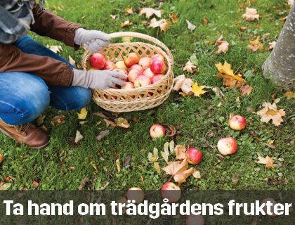 Ta hand om trädgårdens frukter | Byggmax