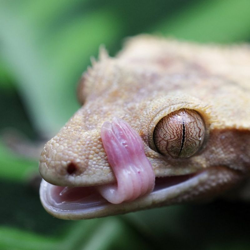 ecom-dep-page-lenses-macro-banner-800-cs