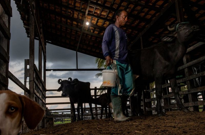 From jungle to favela