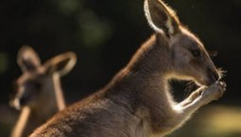 Ulla Lohmann on climbing and capturing the Totem Pole