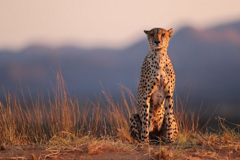 
       
       
       Più veloce che mai. Più scattante di sempre
     
     
     