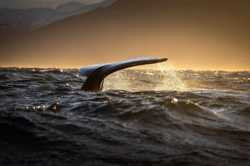 Stéphane GRANZOTTO: “Arctic beauty”