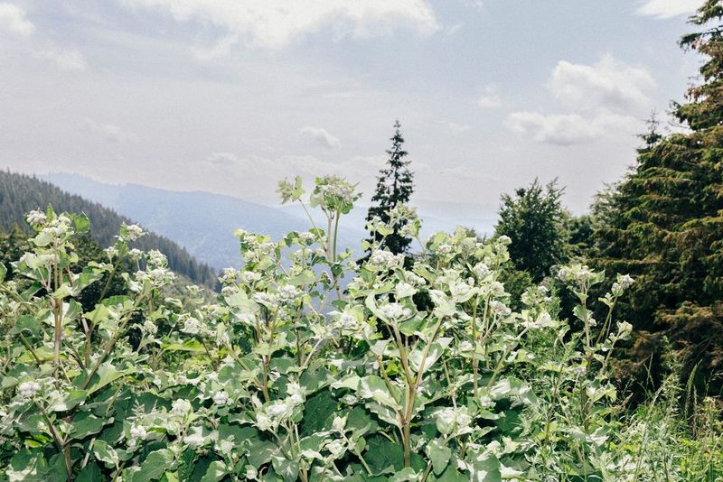 Close shot of light green leaves in the foreground with trees and rolling hills in the background. Shot on Canon.