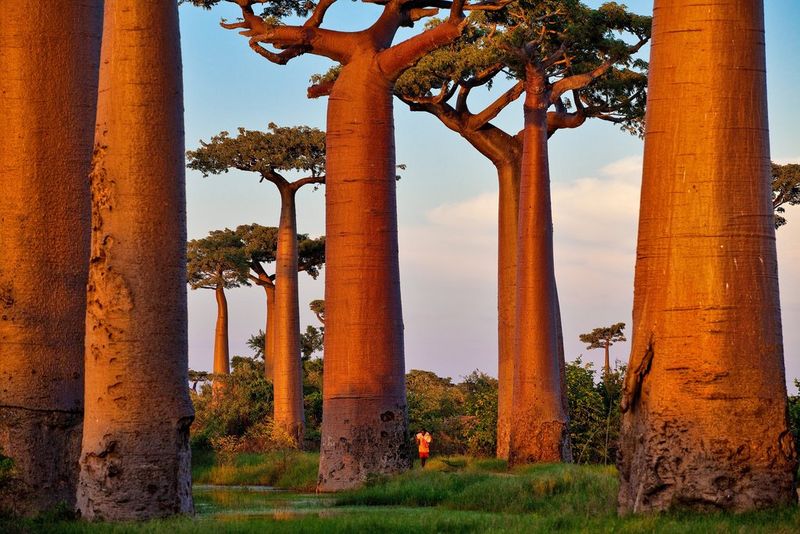 Pascal MAITRE: “Baobab, arbre de vie”