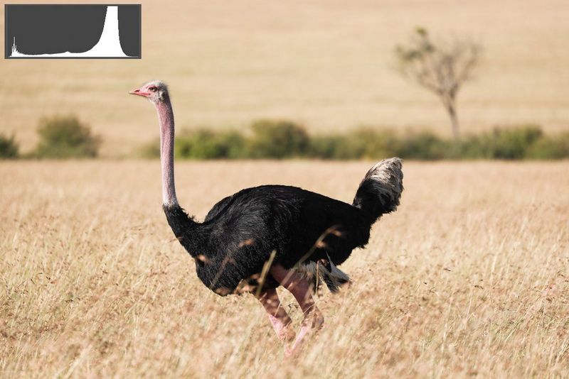 Dasselbe Bild eines Strausses im Gras, nun mit Belichtungskompensation, damit die Belichtung stimmt.