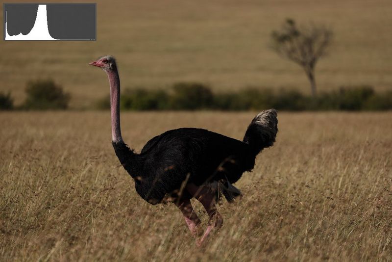 Unterbelichtetes Bild eines Strausses in braunem Gras, im Hintergrund eine Reihe grüner Büsche und ein einzelner Baum.