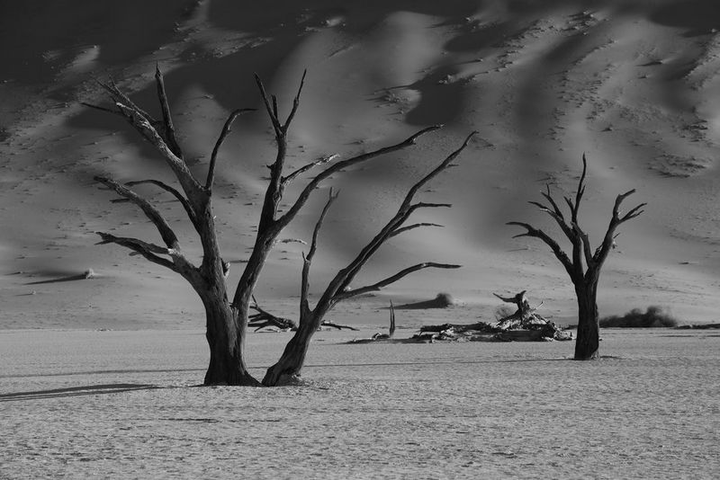 Een zwart-wit foto van bladerloze bomen in een kaal landschap.