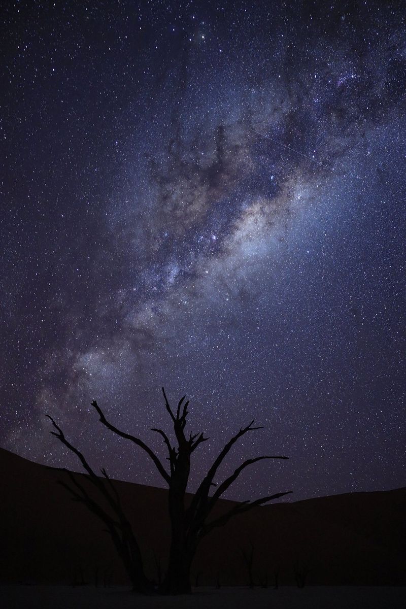 The Milky Way in the night sky with a silhouette of a dead tree in the foreground.