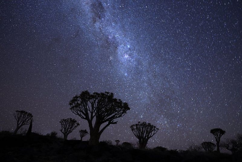 Trees silhouetted against a starry night sky.