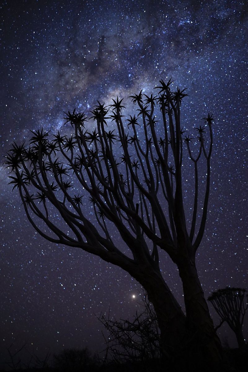 A spiky tree silhouetted against a starry night sky.