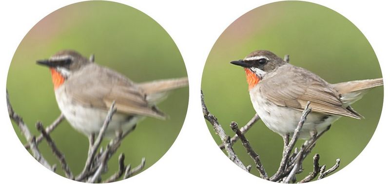 Два изображения небольшой птицы при наблюдении за ней через бинокль Canon 12x32 IS. Левое изображение, без стабилизатора, выглядит размытым и нечетким из-за размытия при движении. Правое изображение кажется более четким благодаря отсутствию размытия при движении.