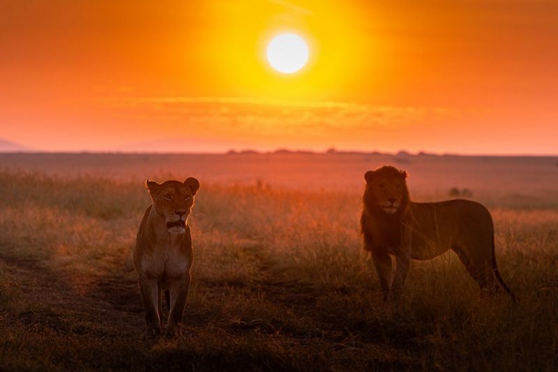 African Safari 2027 – Kenya