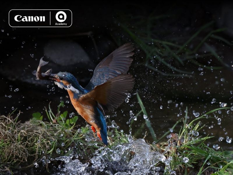 ماذا ستتعلم من أكاديمية Canon؟