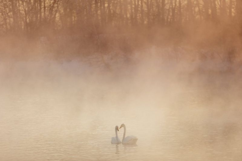 Two swans on a river partially obscured by mist over the water, which gives the scene a pale orange glow.