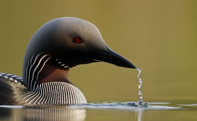 EOS 90D Image Quality Article