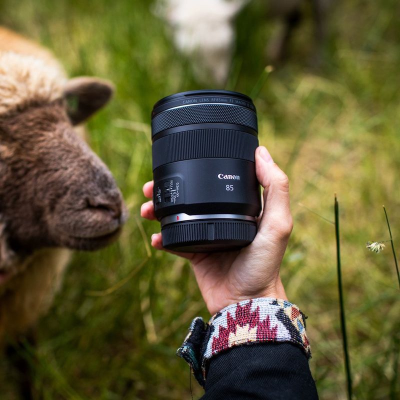 Canon RF 85mm F2 Macro IS STM Objektiv Das Objektiv mit einem Schaf