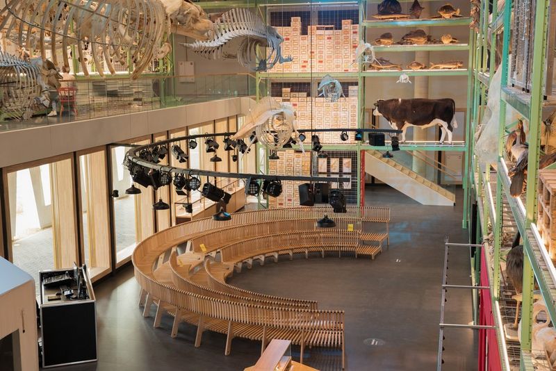 Een grote ruimte met specimens en skeletten. In het midden zien we gebogen rijen met stoelen en daarboven een gebogen balk waaraan licht- en filmapparatuur is bevestigd.