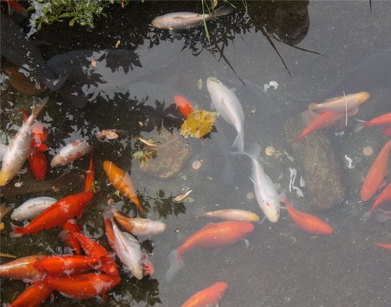Fish of many colours swimming in clear water.