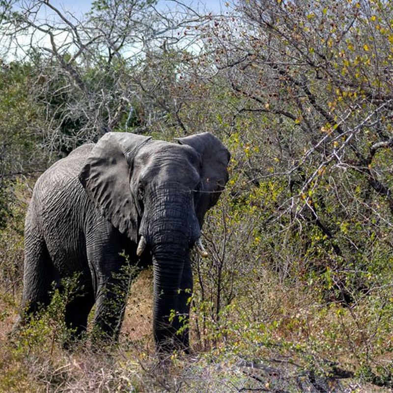 An elephant in Kruger National Park
