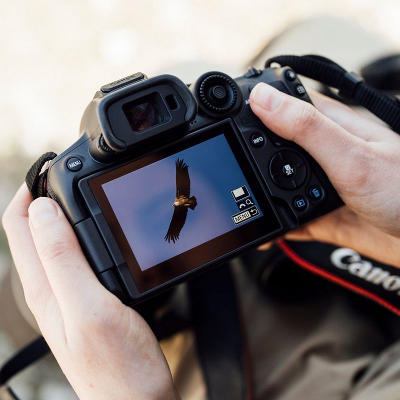 Adlerfoto auf dem Bildschirm