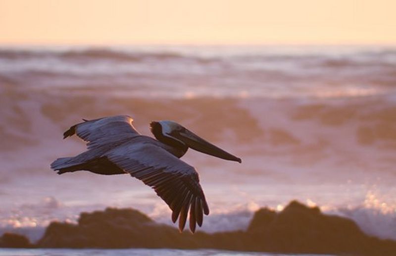 See the difference with a specialist action lens