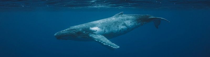 A humpback whale, swimming through the dark blue ocean.