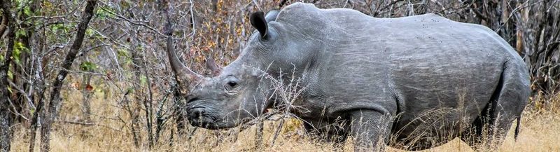 A rhino in the wild at Kruger National Park, South Africa (© Venessa Mathebula, age 15)