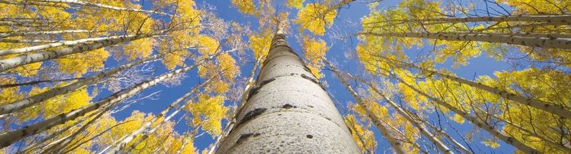 Shot of a forest in Summer from below, with yellow-green leaves and bright blue sky