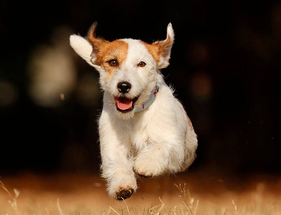 CROSS-TYPE AF SENSORS