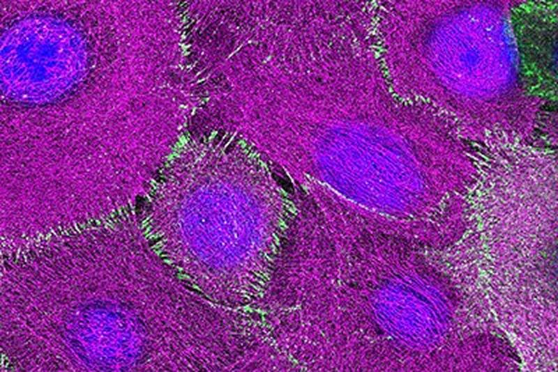 Anwenderbericht MedizinFotoKöln