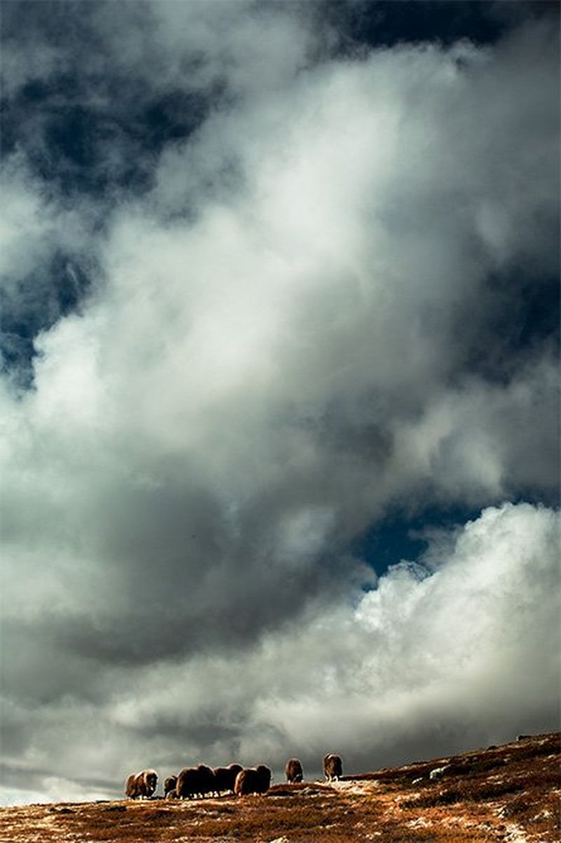 A herd of musk ox graze on grass in the distance, with a large amount of cloudy sky seen above them.