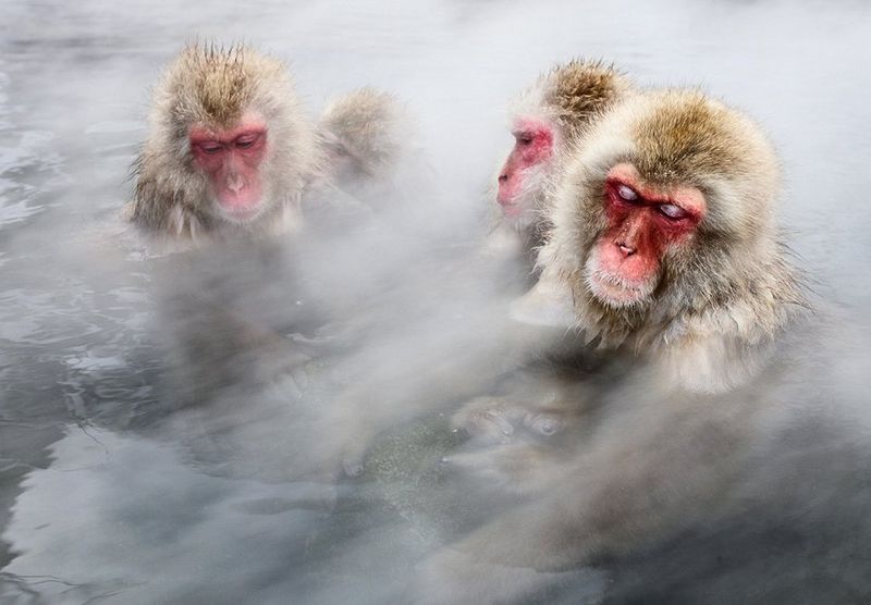 Four Japanese snow monkeys bathe in a steaming hot spring, their eyes closed and body language relaxed, like people in a hot tub.