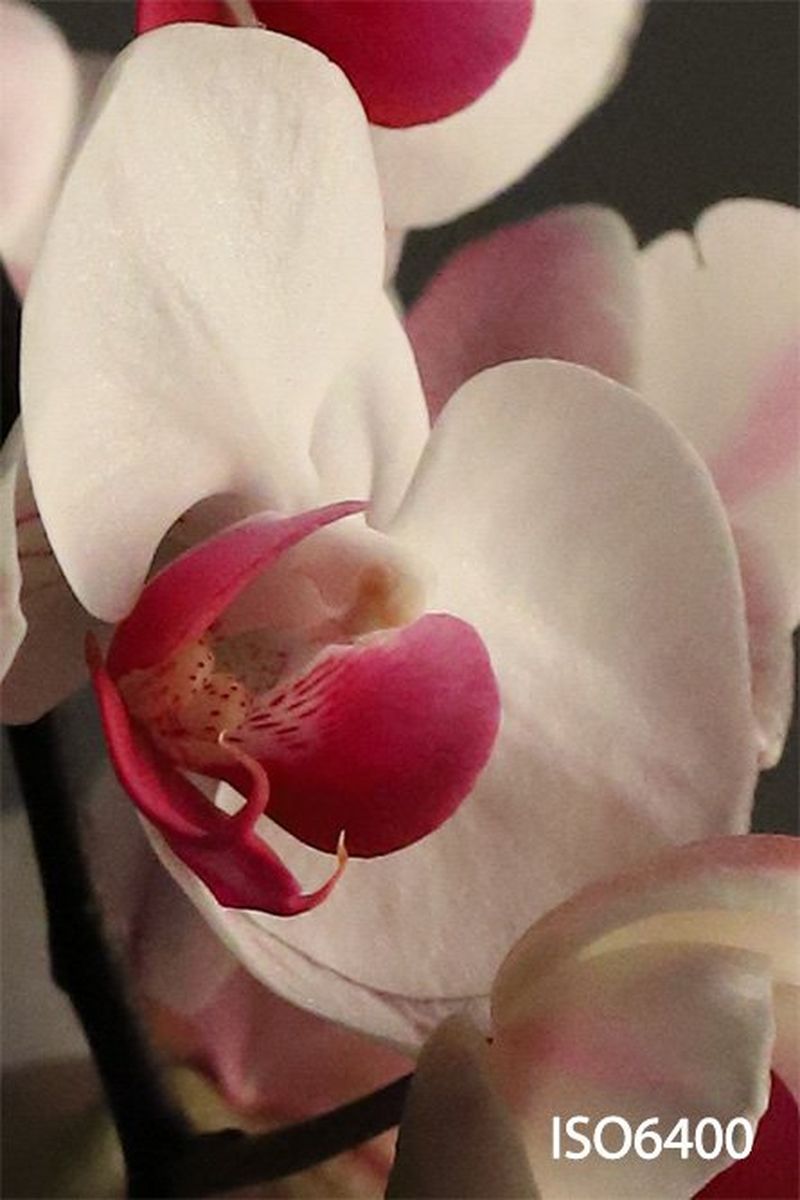 A close-up of one of the flower heads of the orchid.