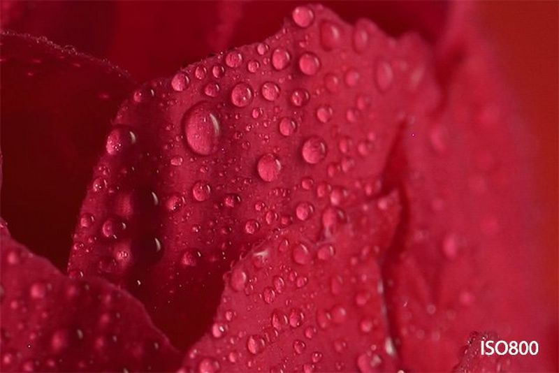 A close-up of a petal on the red rose, with droplets of water.