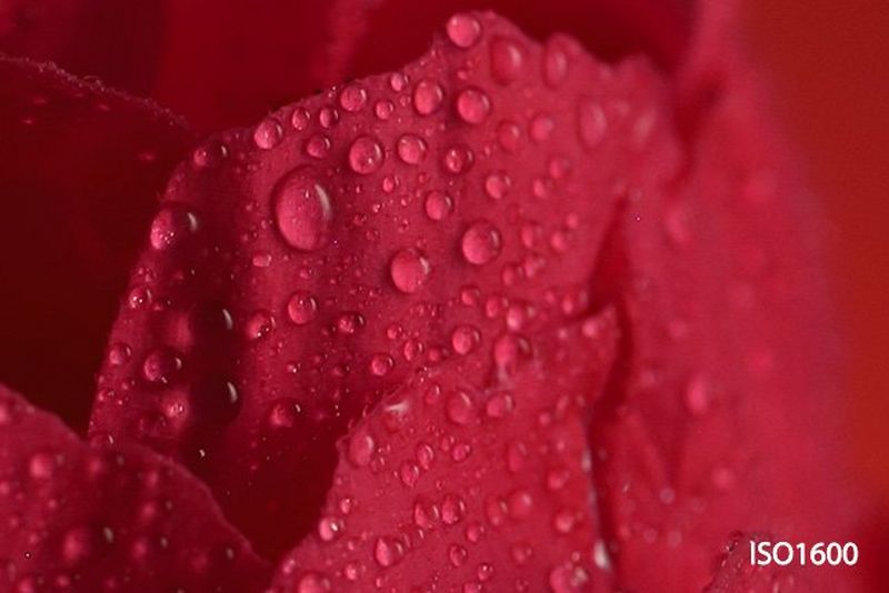 A close-up of a petal on the red rose, with droplets of water.