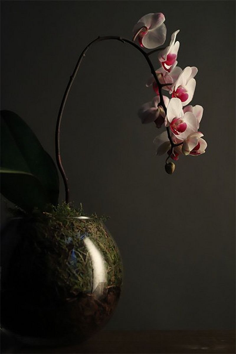 A vase with a pink and white orchid is placed in front of a grey wall, in low light.