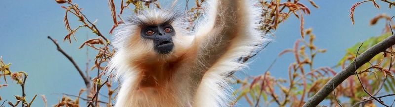 A golden langur on top of a tree in Bhutan