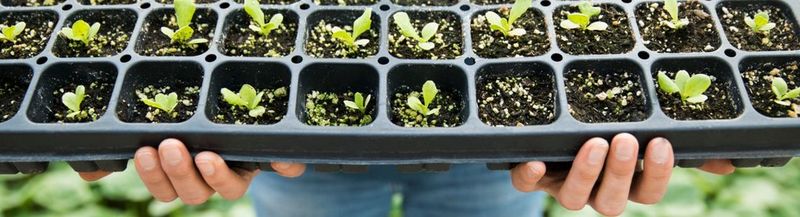 A pair of hands holds a black tray of green seedlings.