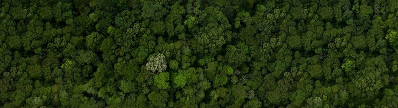 An arial view of a densely wooded forest.