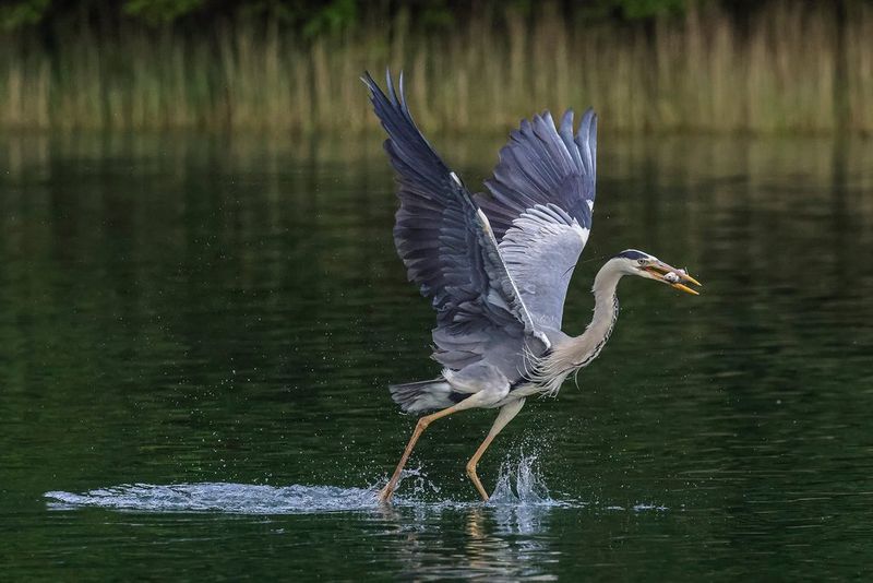 Lifestyle Portrait of Grey Heron