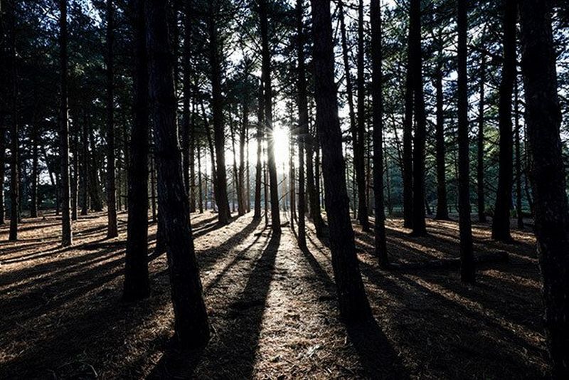 Forest With Aps-C Sensor