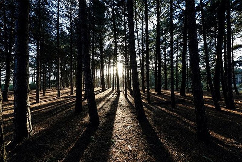 Forest With Full Frame Sensor